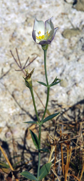  Eustoma exaltatum ssp.exaltatum