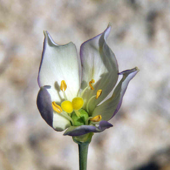  Eustoma exaltatum ssp.exaltatum