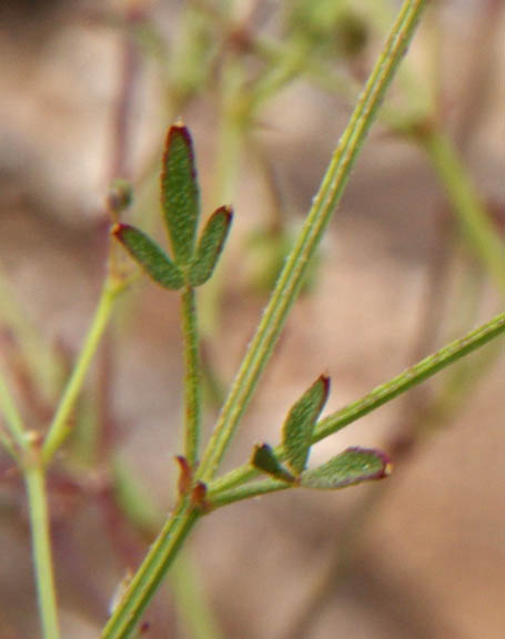  Fagonia longipes Standley 