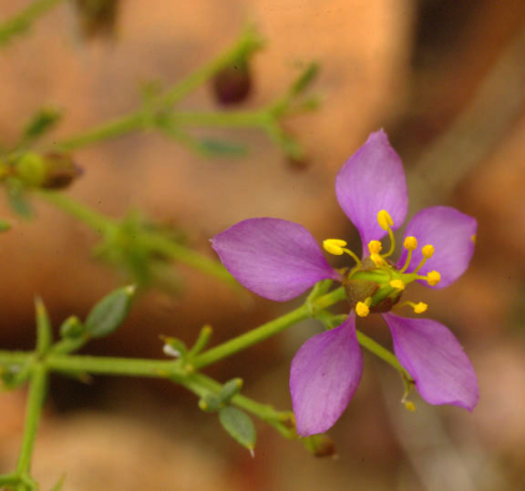  Fagonia laevis Standley 