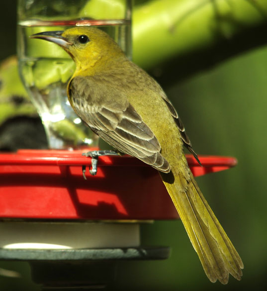  Hooded oriole (female)