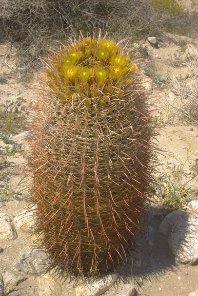  Ferocactus cylindraceus