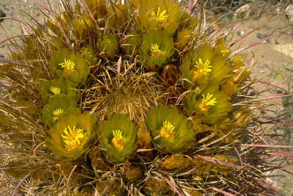  Ferocactus cylindraceus