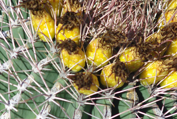  Ferocactus emoryi