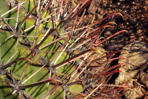  Ferocactus emoryi