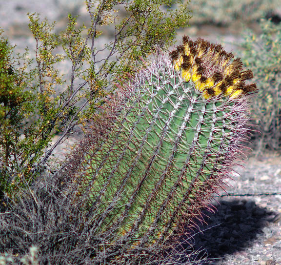  Ferocactus emoryi