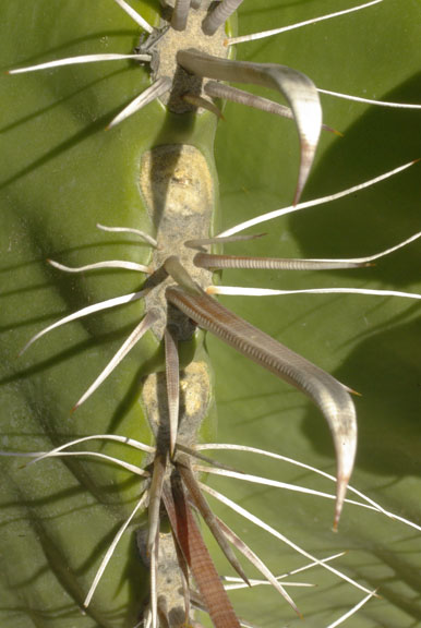  Ferocactus wislizeni