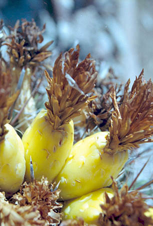  Ferocactus wislizeni