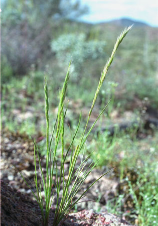  Festuca octoflora 