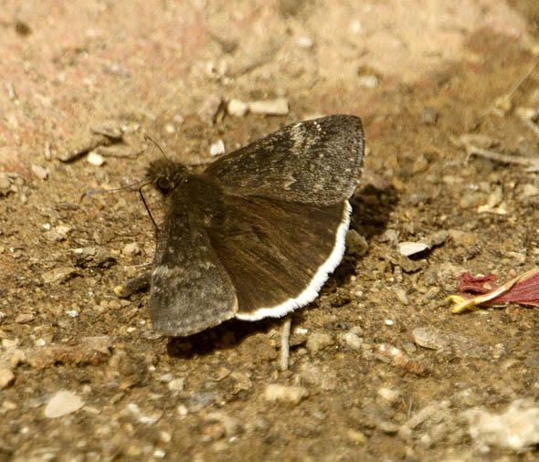  Erynnis tristis