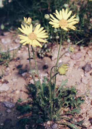  Gaillardia arizonica