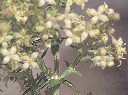  Galium stellatum 