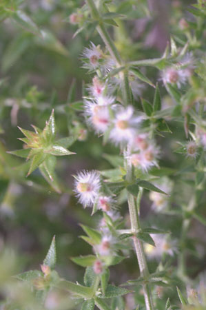  Galium stellatum 