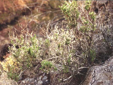  Galium stellatum 