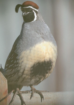  Gambel's quail (male)