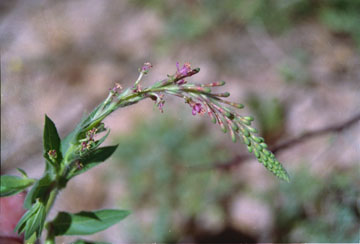  Oenothera curtiflora