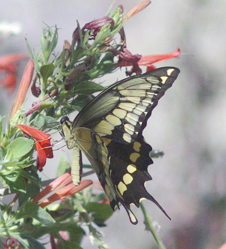  Papilio cresphontes