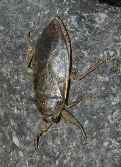  Lethocerus sp.