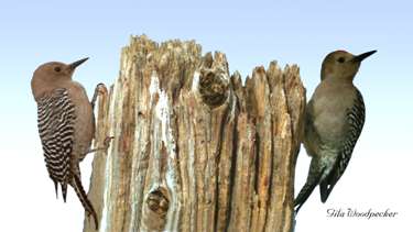  Gila woodpecker (male)