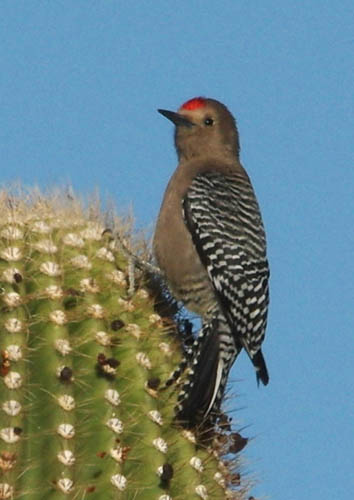  Gila woodpecker (male)