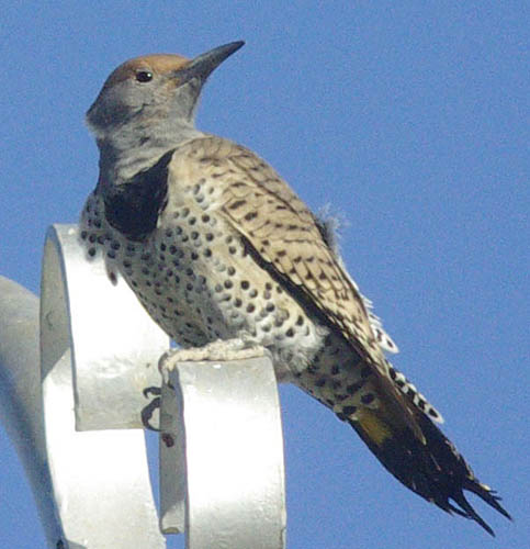  Gilded flicker (female)