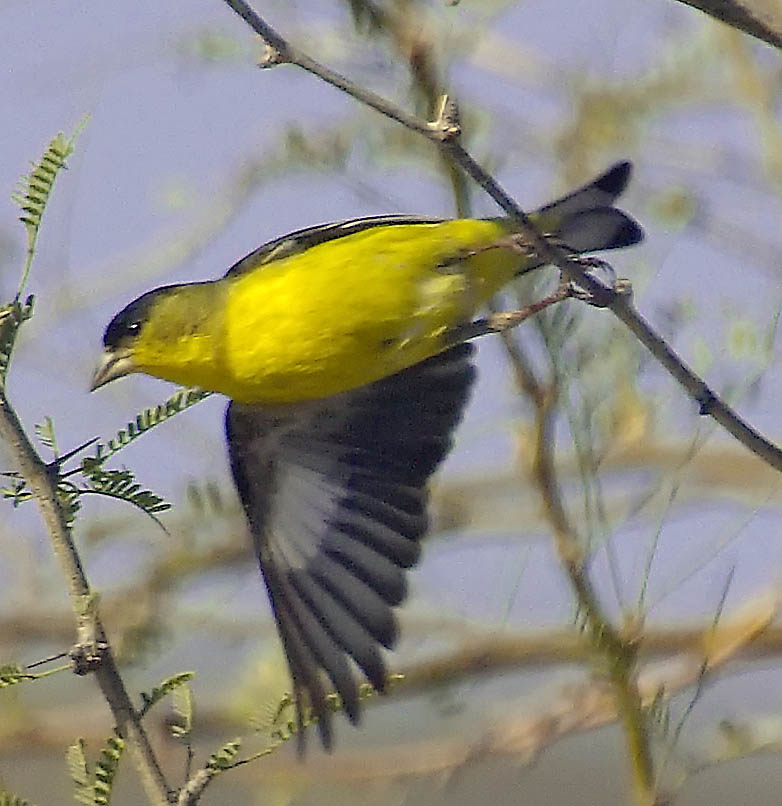  Lesser goldfinch (male)