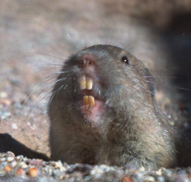  Botta's pocket gopher, three subspecies