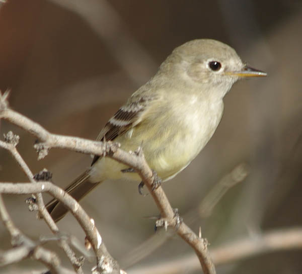  Gray flycatcher