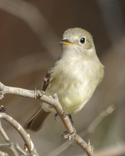  Gray flycatcher