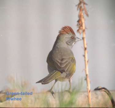  Green-tailed towhee