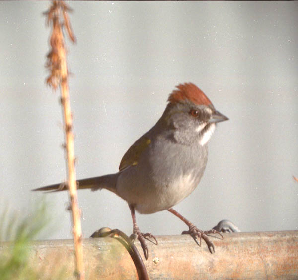  Green-tailed towhee