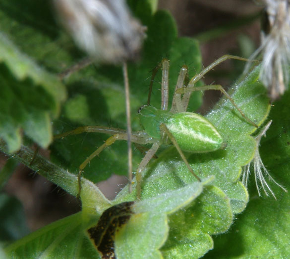  Peucetia viridans