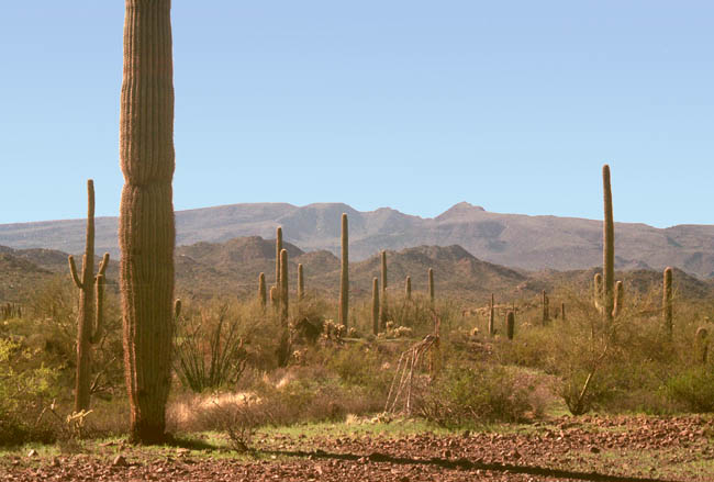 Growler Mountains east side