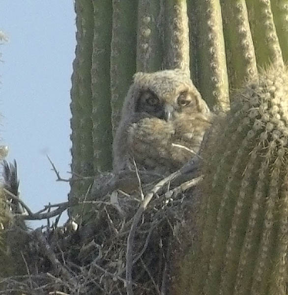  Great-horned owl