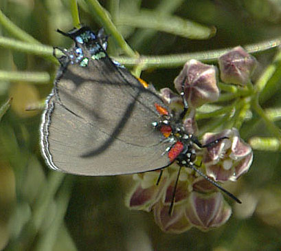  Atlides halesus
