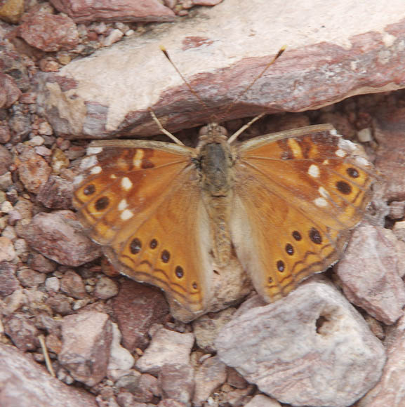  Asterocampa celtis