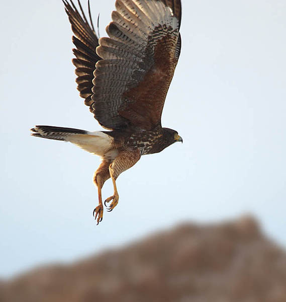  Harris's hawk