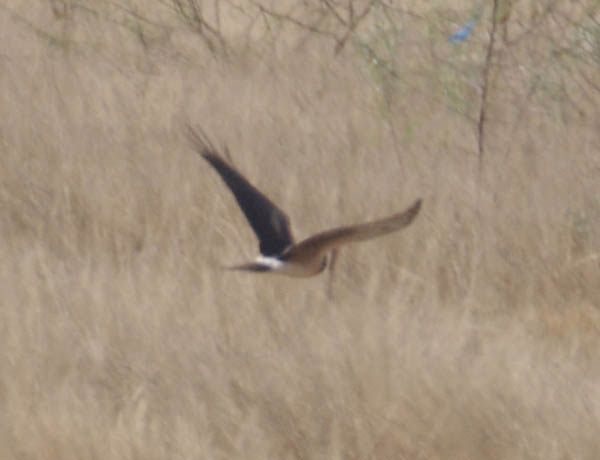  Northern harrier (female)