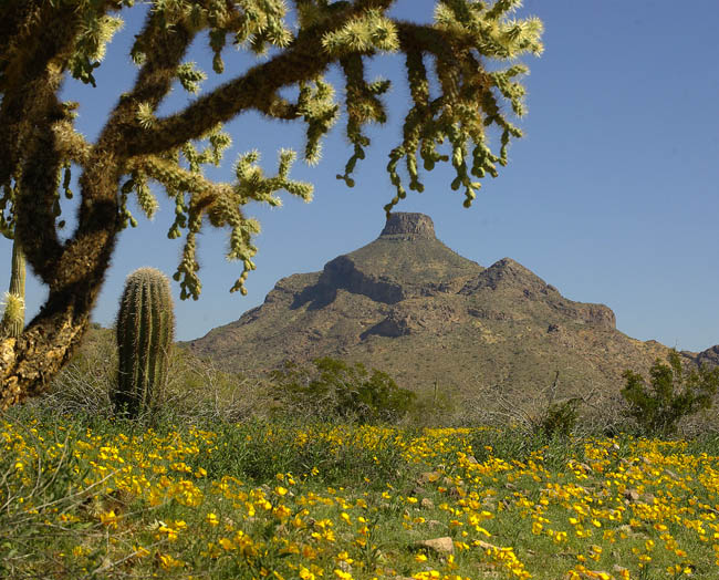 Hat Mountain and Chain Fruit Cholla