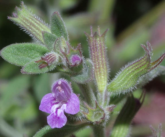  Hedeoma nana var. macrocalyx