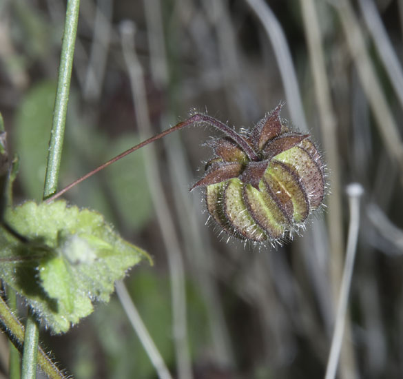  Herissantia crispa