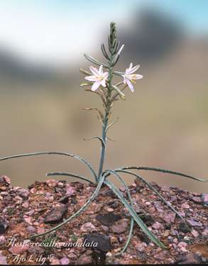  Hesperocallis undulata