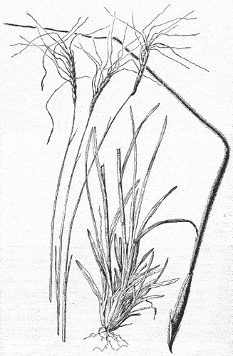  Heteropogon contortus