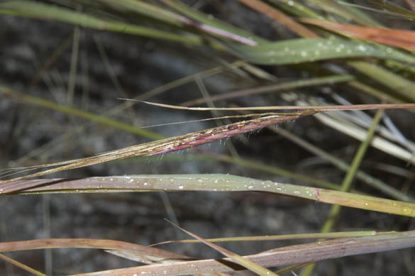  Heteropogon contortus