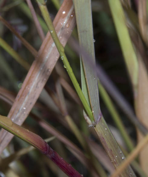  Heteropogon contortus