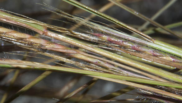  Heteropogon contortus