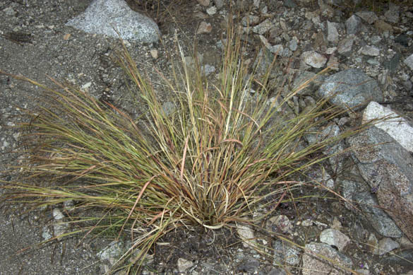  Heteropogon contortus