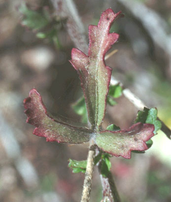  Hibiscus coulteri