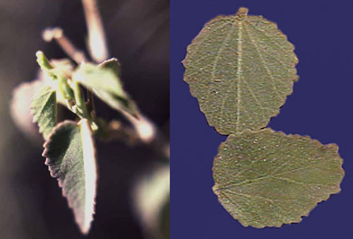  Hibiscus denudatus Bentham