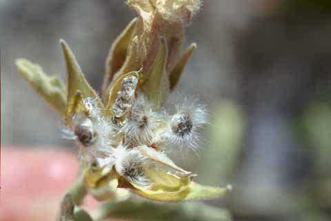  Hibiscus denudatus Bentham